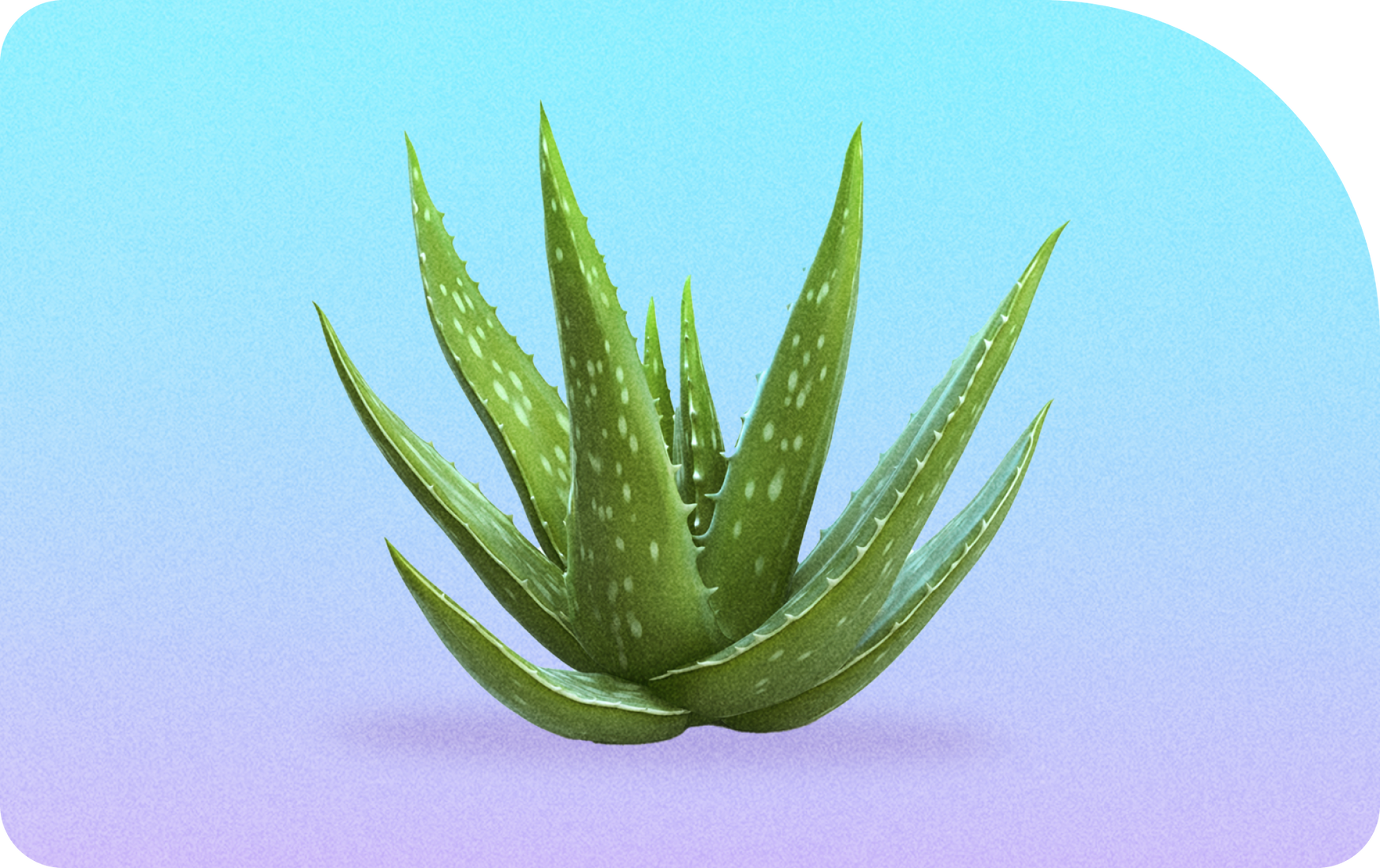 Aloe vera plant